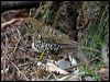 bassian_thrush_154546