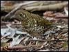 bassian_thrush_154556
