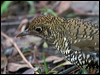 bassian_thrush_154559
