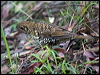 bassian_thrush_154564