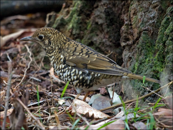 Bassian Thrush bassian_thrush_154546.psd