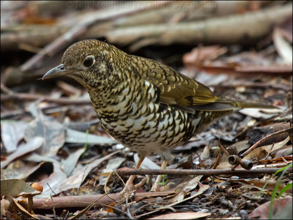Bassian Thrush bassian_thrush_154556.psd