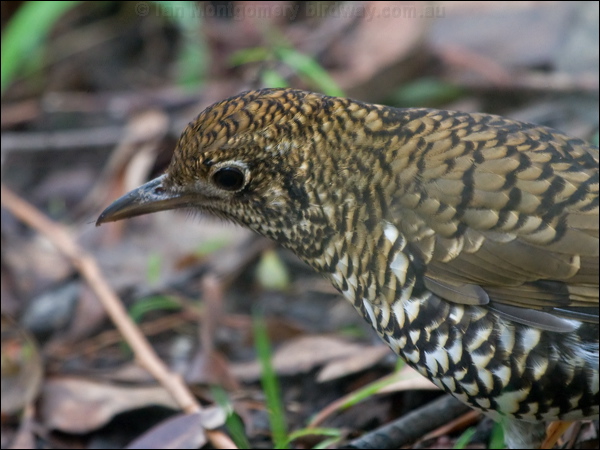 Bassian Thrush bassian_thrush_154559.psd