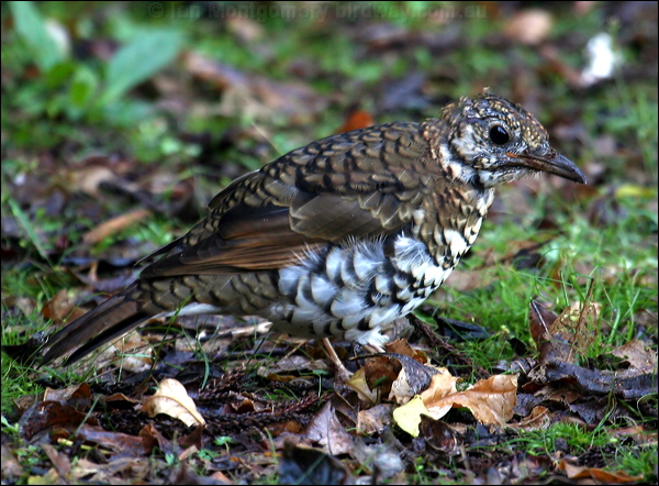 Bassian Thrush bassian_thrush_30394.psd