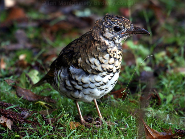 Bassian Thrush bassian_thrush_30413.psd