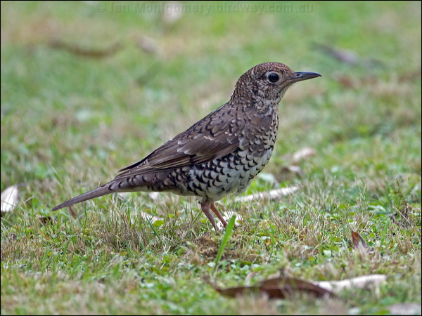 Bassian Thrush bassian_thrush_98386.psd