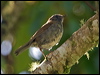 Click here to enter gallery and see photos/pictures/images of Black-billed Nightingale-Thrush