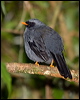 blackface_solitaire_111768