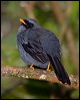 blackface_solitaire_111774
