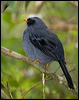 blackface_solitaire_111780