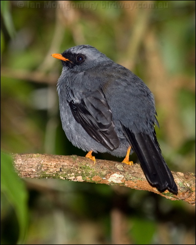 Black-faced Solitaire blackface_solitaire_111768.psd