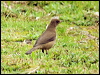 claycoloured_thrush_112097