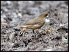 claycoloured_thrush_112851