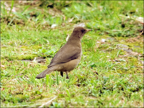 Clay-coloured Thrush claycoloured_thrush_112097.psd