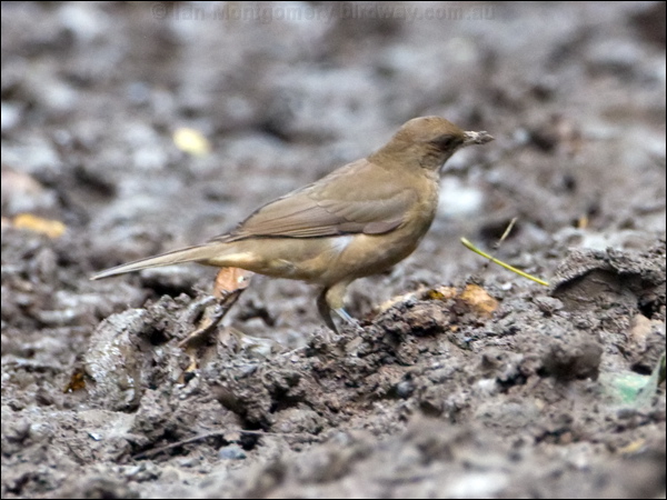 Clay-coloured Thrush claycoloured_thrush_112851.psd