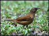 Click here to enter gallery and see photos/pictures/images of Cocoa Thrush