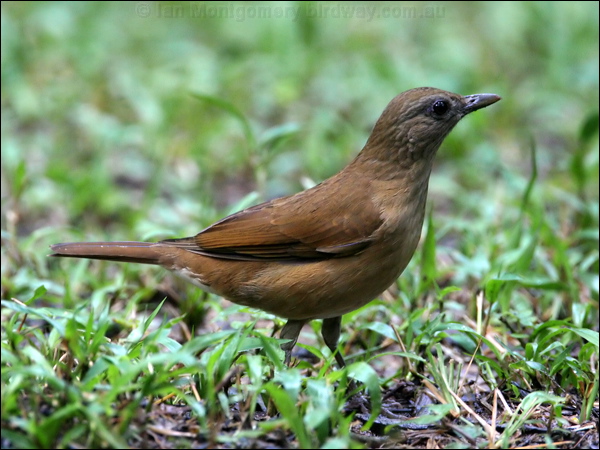 Cocoa Thrush cocoa_thrush_23774.jpg