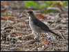 creamy_belly_thrush_205993