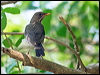 Click here to enter gallery and see photos/pictures/images of Creamy-bellied Thrush