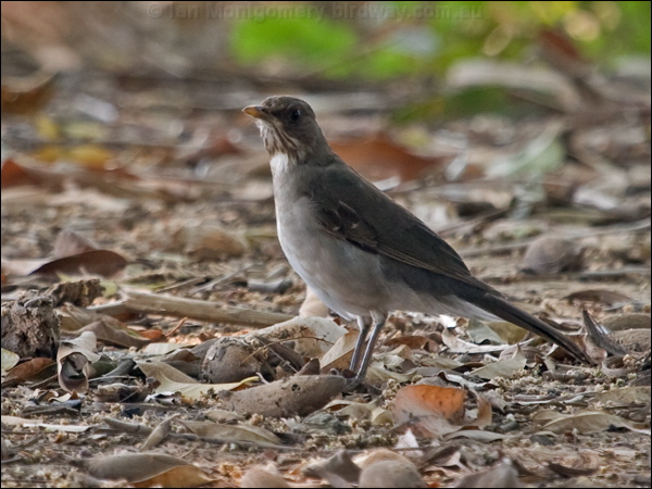 Creamy-bellied Thrush creamy_belly_thrush_205993.psd