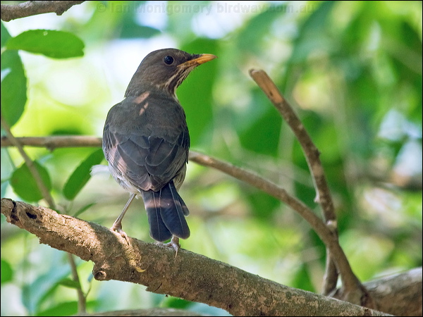 Creamy-bellied Thrush creamy_belly_thrush_206009.psd