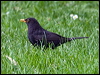 eurasian_blackbird_121753