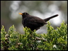 eurasian_blackbird_121755