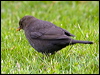eurasian_blackbird_122399
