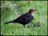 eurasian_blackbird_19031