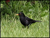 eurasian_blackbird_51503