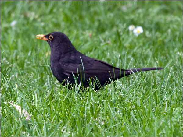 Eurasian Blackbird eurasian_blackbird_121753.psd