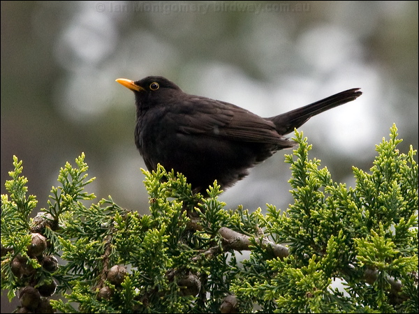 Eurasian Blackbird eurasian_blackbird_121755.psd