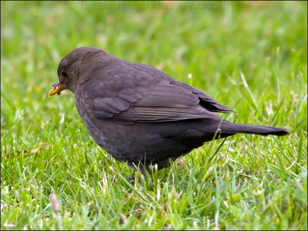 Eurasian Blackbird eurasian_blackbird_122399.psd