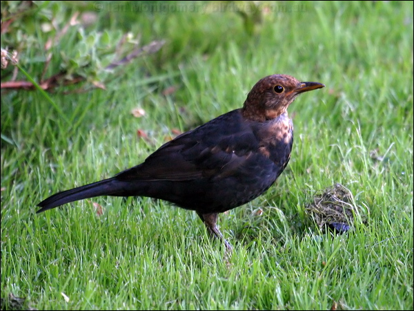 Eurasian Blackbird eurasian_blackbird_19031.psd