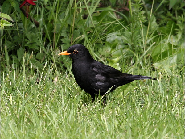 Eurasian Blackbird eurasian_blackbird_51503.psd