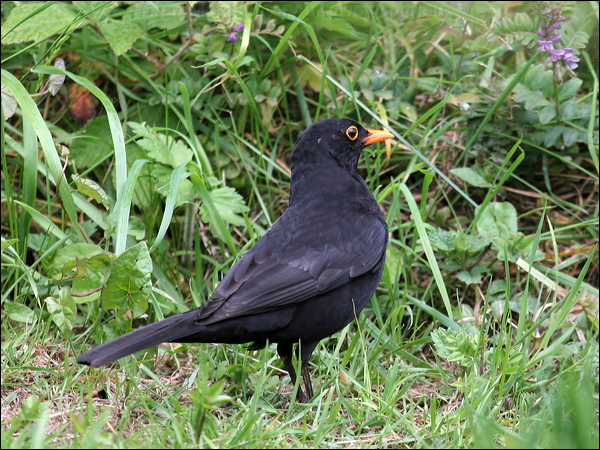 Eurasian Blackbird eurasian_blackbird_52652.psd