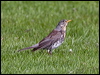 fieldfare_143290
