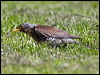 fieldfare_143303