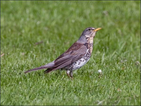 Fieldfare fieldfare_143290.psd