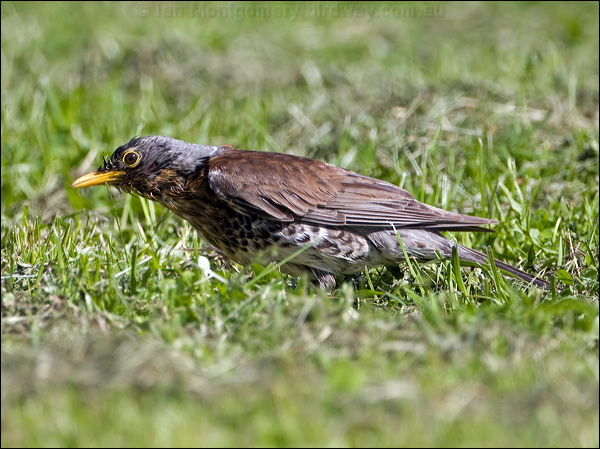 Fieldfare fieldfare_143303.psd