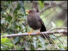great_thrush_24808