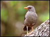 great_thrush_25043