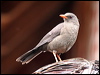great_thrush_25050