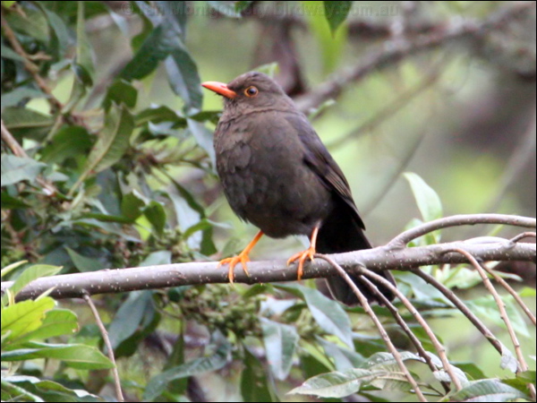 Great Thrush great_thrush_24808.psd