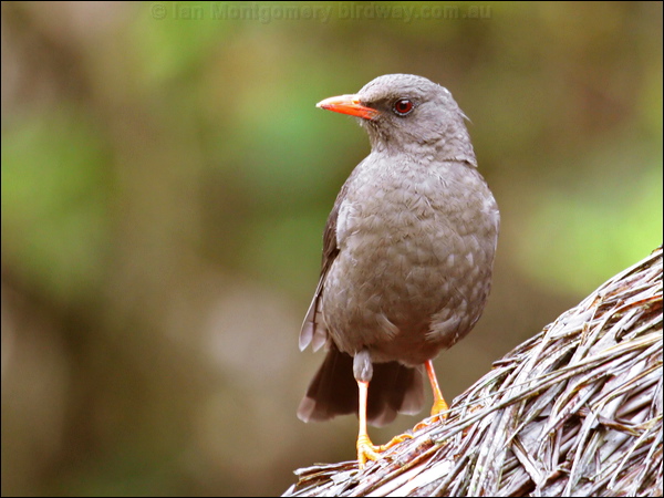 Great Thrush great_thrush_25043.psd