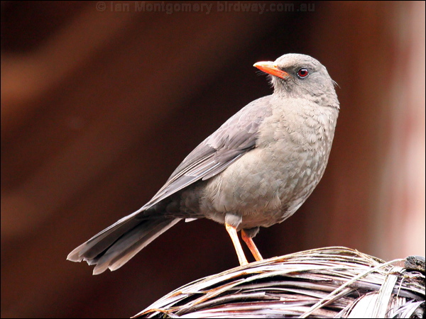 Great Thrush great_thrush_25050.psd