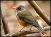 island_thrush_39679