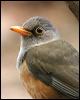 island_thrush_39685