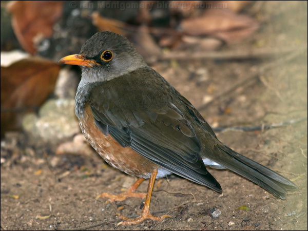 Island Thrush island_thrush_39675.psd