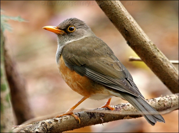 Island Thrush island_thrush_39679.psd